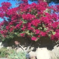 bougainvillea-2-e1536122243945