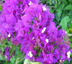 bougainvillea-e1536036264257