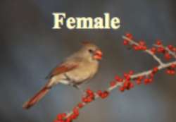 female-cardinal-300x207-e1535959560302