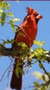 male-cardinal-169x300