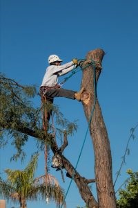 Tree-removal-210x300