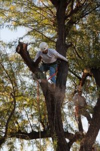 Tree-removal-photo-1-200x300