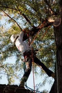 Tree-removal-photo-2-200x300