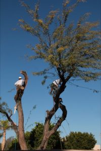 Tree-removal-photo-6-200x300