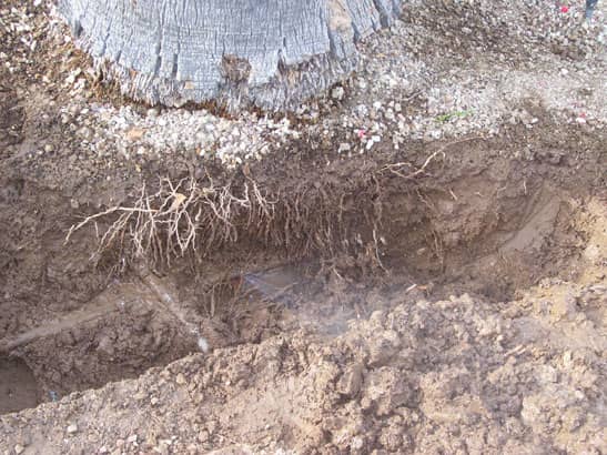 13-Pin-Hole-Poly-Line-Leak-under-Palm-Roots