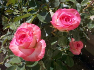 Rose-Pink-Tip-624x466-e1535941760193