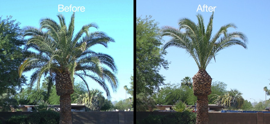 before-after-palm-tree-pruning