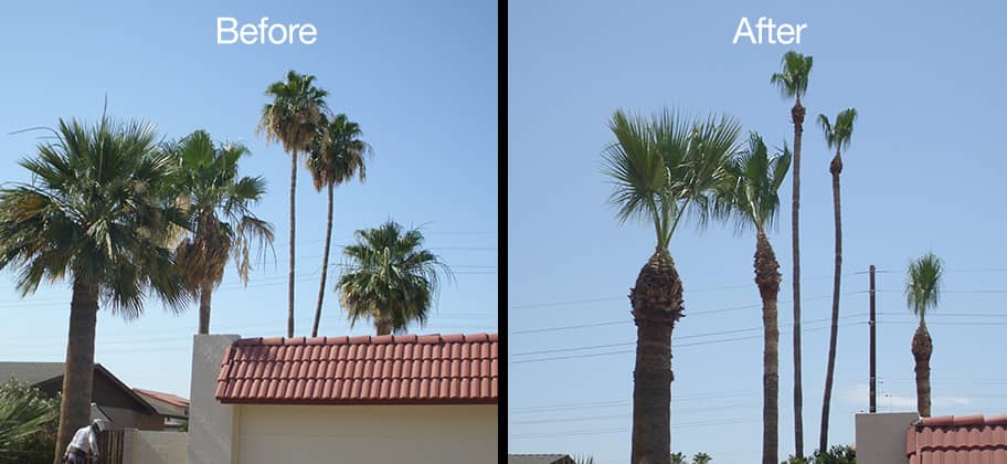 before-after-palm-tree-trimming-