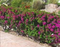 bougainvillea-1-300x239-e1536036126292