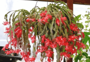 christmas-cactus-300x207