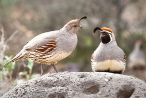 gambels-quail