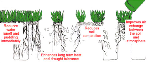 The Benefits of Lawn Aeration in Phoenix, AZ - Phoenix, Mesa, Chandler ...