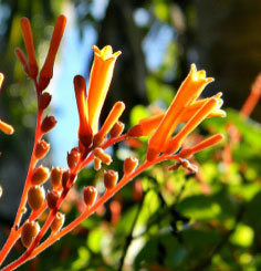 texas-firecracker-bush