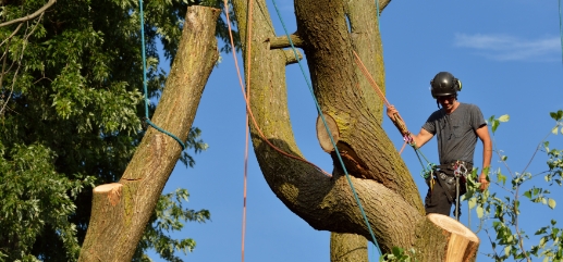 sideimg-tree-removal-installation