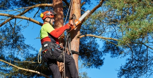 safety-tree-worker