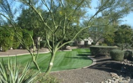 Winter Lawn Overseeding in Phoenix, Arizona