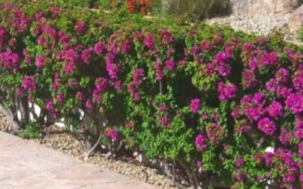 Bougainvillea – Plant of the Month June