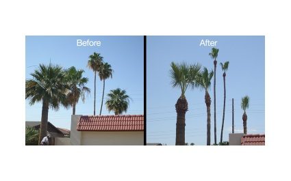 Palm Tree Pruning and Trimming in Phoenix, AZ