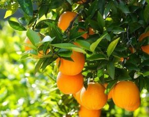 Fun Citrus Facts