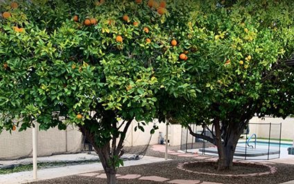 October Tree Care Tips for Trees and Specific Palms in Phoenix