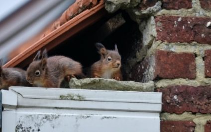 Keep pests off your roof and out of your home