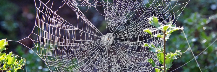 img-blog-scattered-spider-skitters-back-onto-scene