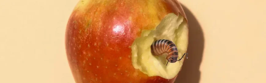 A Bite out of Apple? Safari Exploit Discovered