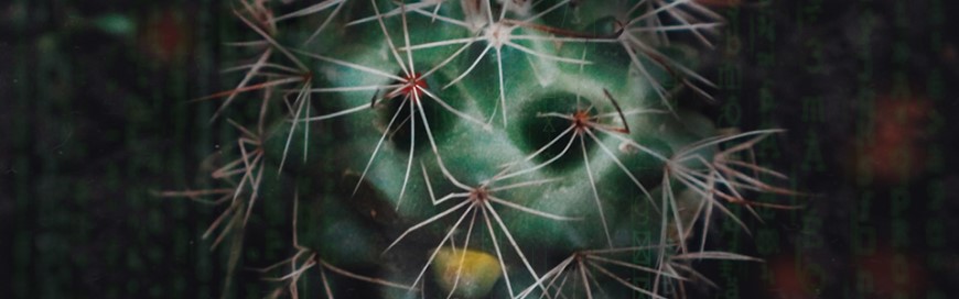 cactus_870x272