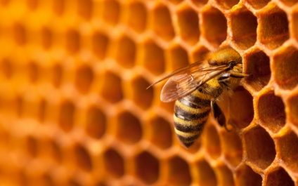 Don’t Bother the Bees: Honeypots and How to Avoid Them
