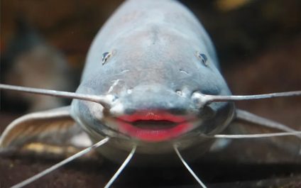 Hooked a Catfish? Here’s How to Throw it Back