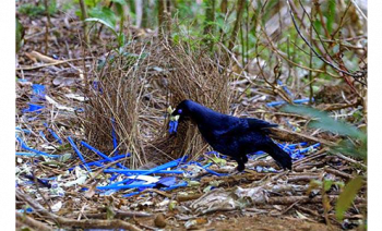 If You Color It They Will Come