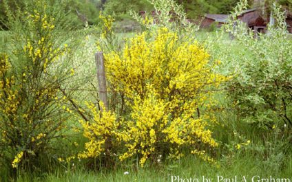 When Color Threatens