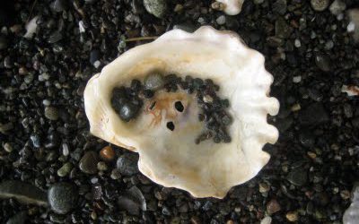 Still Life in Seabeck