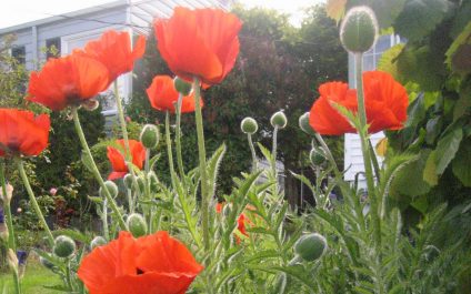 Volatile Organic Compounds or… Just say No! to Sick Building Syndrome