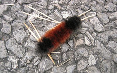 Can Color Predict The Winter?