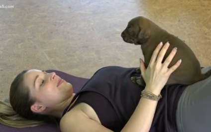 Puppies and Pilates on Kens 5