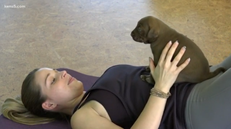 Puppies and Pilates on Kens 5