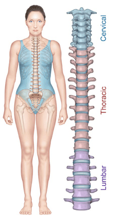 Anatomy Of The Spine Redlands Loma Linda Highland Bones And Spine Surgery Inc