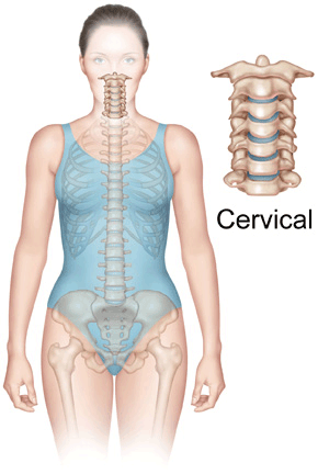 human spine neck