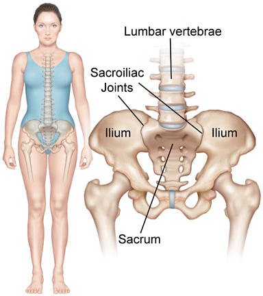 Pillow of Ligaments attached to the pelvis and sacrum