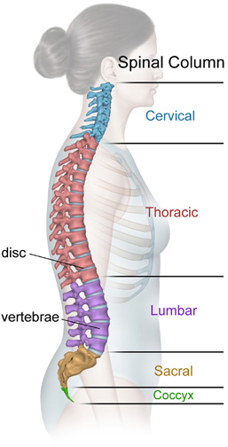 Spin columns. Anatomy vertebral lumbalis. The Spine in detail. Spinal details. Exhalation and Spine.