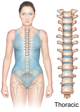 Thoracic Spine Anatomy -Redlands, Loma Linda, Highland