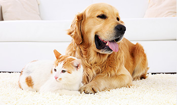 Pet Stain Removal - Hampton Roads, Norfolk, Virginia Beach