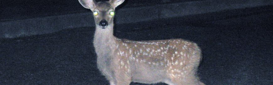 How Do You Think Clearly And LEAD Your Business During The COVID-19 Crisis?