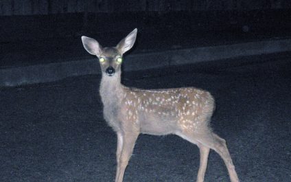 How Do You Think Clearly And LEAD Your Business During The COVID-19 Crisis?